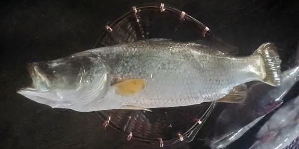 নাফ নদীতে বড়শিতে ধরা পড়ল ২০ কেজির কোরাল